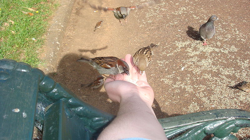 800px-Two_House_Sparrows_(Passer_domesticus)_feeding_from_hand