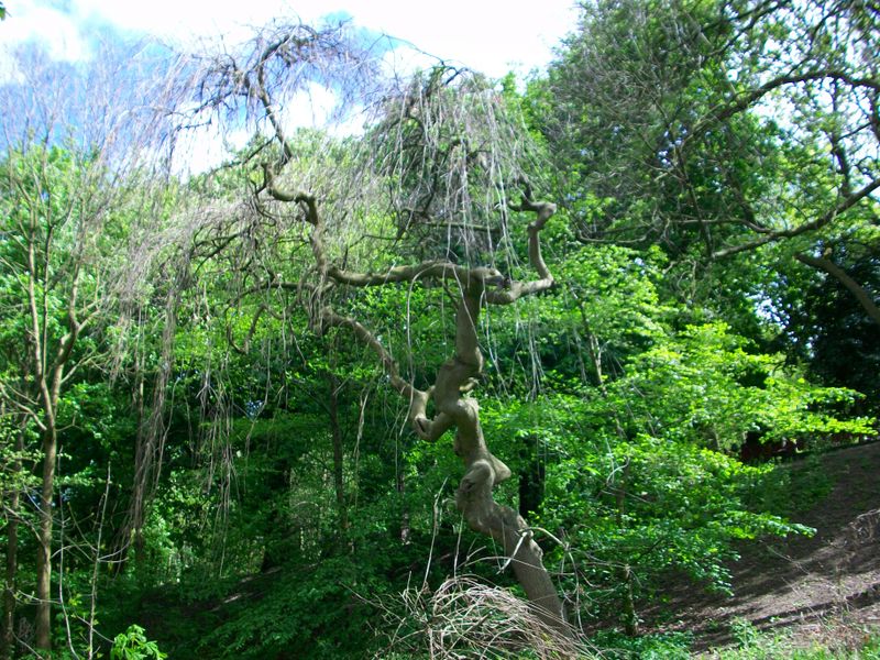 Weeping Ash General Cemetery 3 May 2009